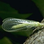 Lacewing bug