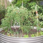 Black Russian Tomato Plant