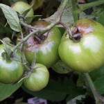 Late blight of tomato