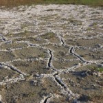 Saline crusted soil
