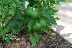Grow Green Peppers