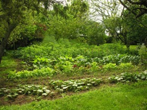Home Veggie Garden