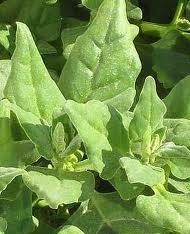 3.NewZealand spinach