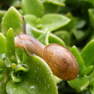 baby-snail