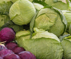 Small red and large green cabbages
