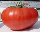 pink brandywine tomato
