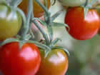 tomatoesonvine