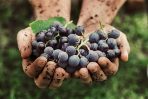 Grapes Harvest