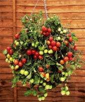 hanging-basket-with-tomatoes